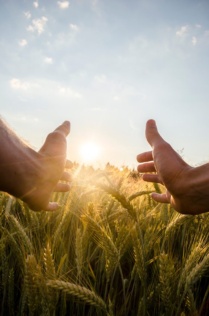 man-cupping-sun-with-his-hands-wheat